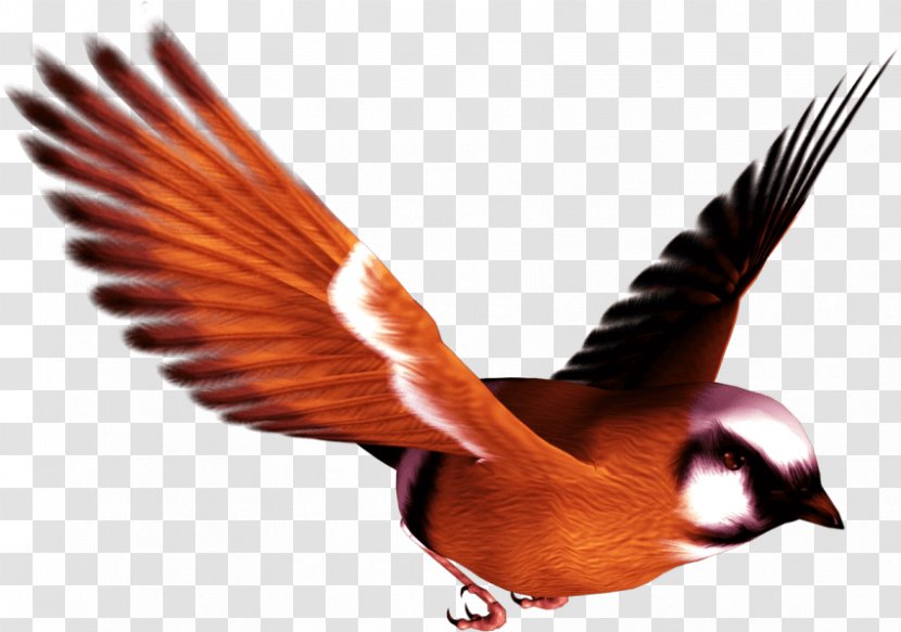 Bird Parrot Clip Art - Pavo Transparent PNG