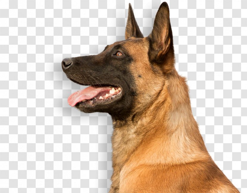 German Shepherd Malinois Dog Belgian Tervuren Kunming Wolfdog Transparent PNG