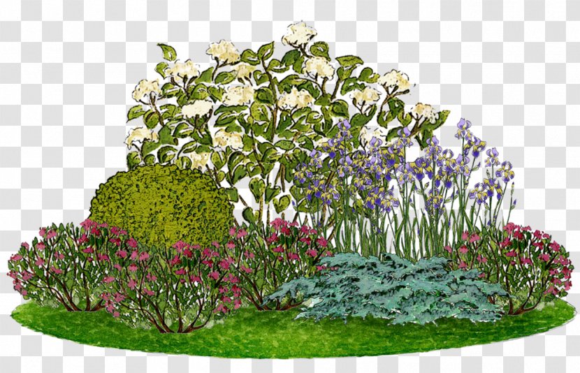 Smooth Hydrangea Flower Garden Panicled Ornamental Plant - English Landscape Transparent PNG