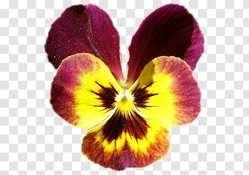 Pansy Violet Petal Flower Transparent PNG
