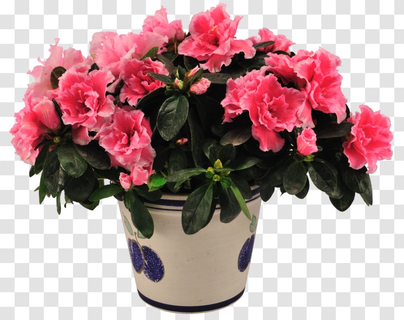 Houseplant Cut Flowers Italy - Gift - Rhododendron Simsii Transparent PNG