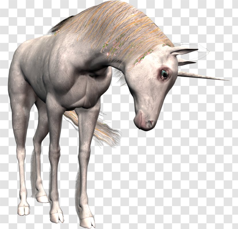Unicorn Horn Horse Transparent PNG