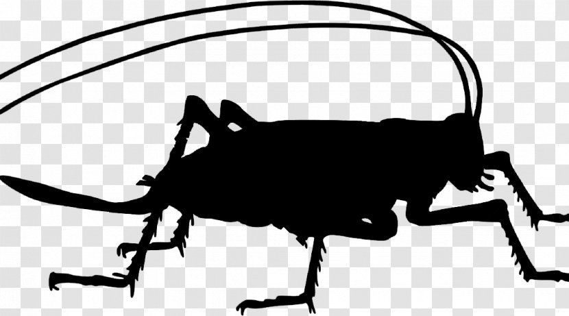 Clip Art Vector Graphics Image Free Content - Invertebrate - Bug Silhouette Black Transparent PNG