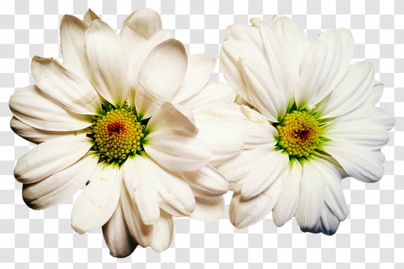 Chrysanthemum Oxeye Daisy Roman Chamomile Transvaal Family Transparent PNG