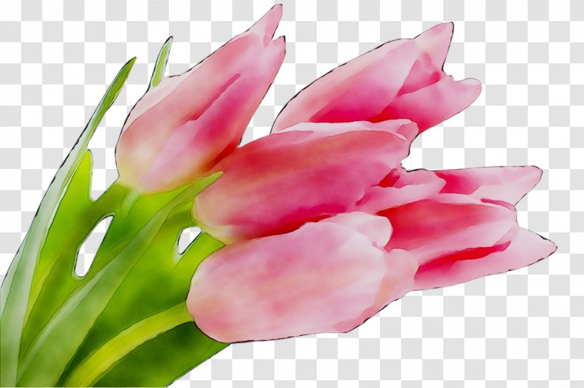 Desktop Wallpaper Flower Bulb Fawn Lilies - Garden Tulip - Perennial Plant Transparent PNG