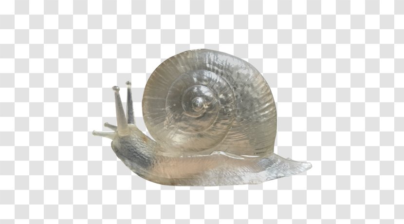 Snail - Invertebrate Transparent PNG