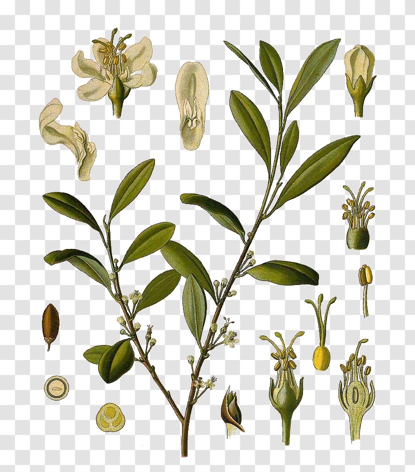 Köhler's Medicinal Plants Erythroxylum Coca Novogranatense Tea - Plant Stem Transparent PNG