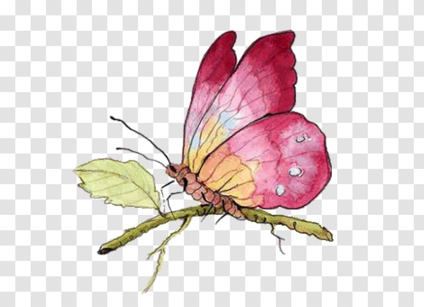 Butterfly Papillon Dog Drawing Insect - Monarch Transparent PNG