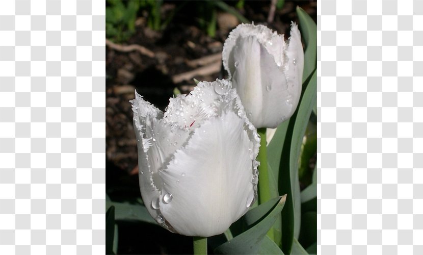 Tulip Petal Plant Stem Herbaceous - Seed Transparent PNG