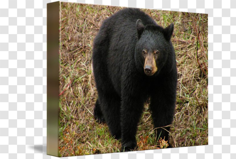 American Black Bear Grizzly Fauna Wildlife - Terrestrial Animal Transparent PNG