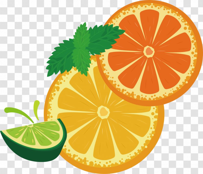 Lemon Yuvarlakia Fruit Adobe Illustrator - Lime - Vector Transparent PNG