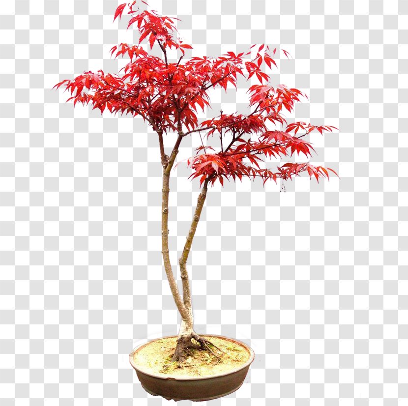 Bonsai Flowerpot Chinese Sweet Plum Tree Japanese Maple Houseplant Transparent Png