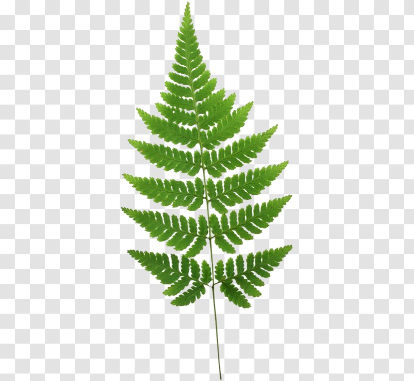 Fern Burknar Leaf Plant Stem - Biology Transparent PNG