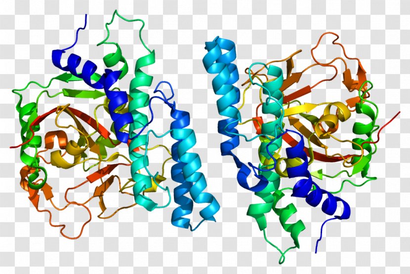 Poly (ADP-ribose) Polymerase PARP1 Protein PARP Inhibitor BRCA1 - Gene Transparent PNG