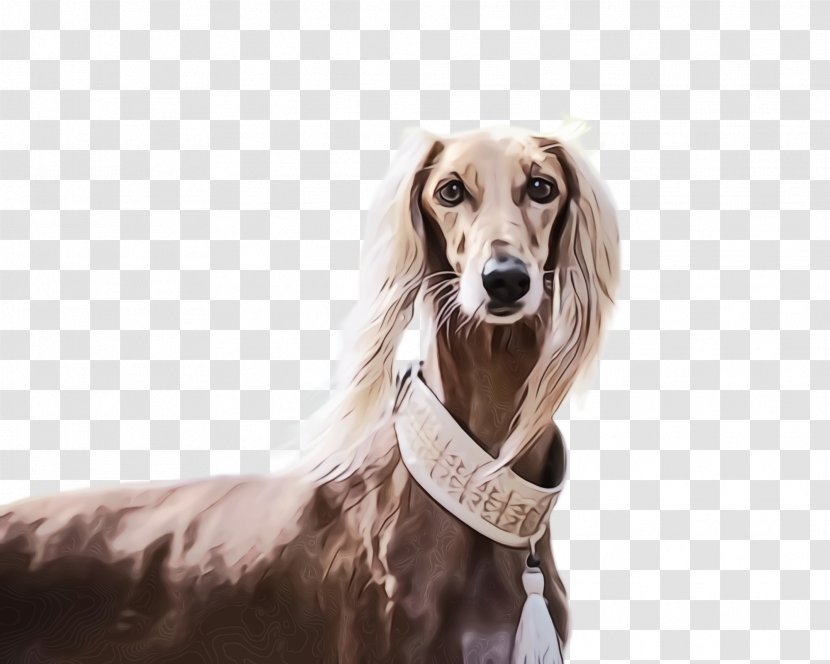 Dog Breed Saluki Companion Silken Windhound - Watercolor - Snout Transparent PNG