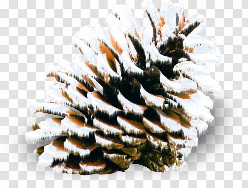 Conifer Cone Pine Spruce Snow Winter - Ka Transparent PNG