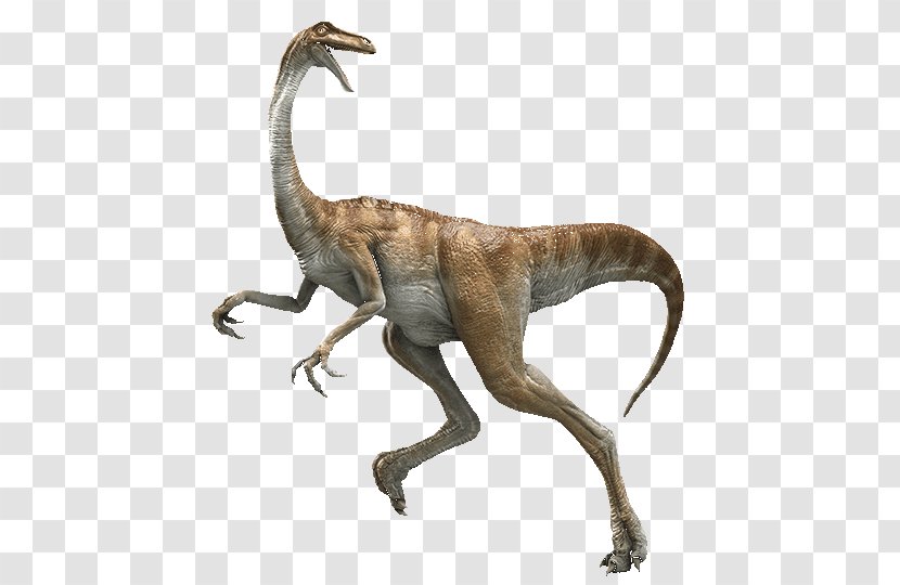 Velociraptor Dinosaur Dilophosaurus Gallimimus Tyrannosaurus Transparent PNG