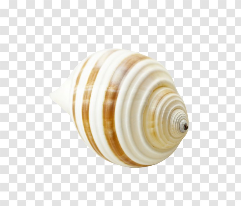 Sea Snail Seashell Yellow - Conch Transparent PNG
