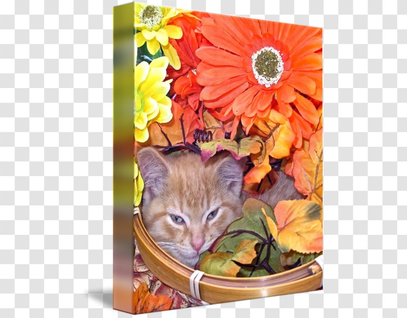 Whiskers Kitten Tabby Cat - Falling Flower Transparent PNG