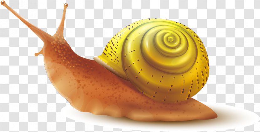 Snail Cartoon - Gastropod Shell - Macro Photography Transparent PNG