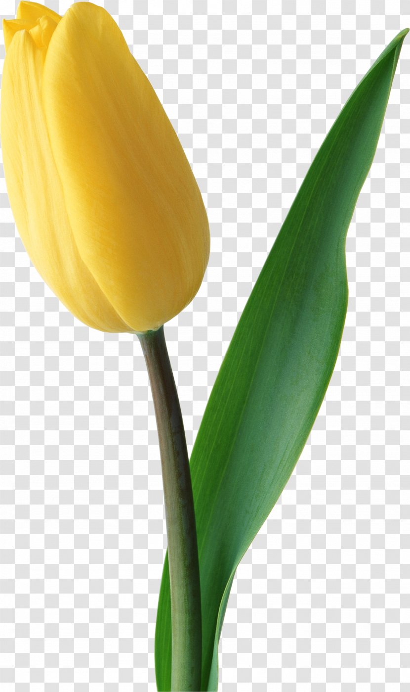 Netherlands Tulip Flower Yellow JD.com - Image Transparent PNG