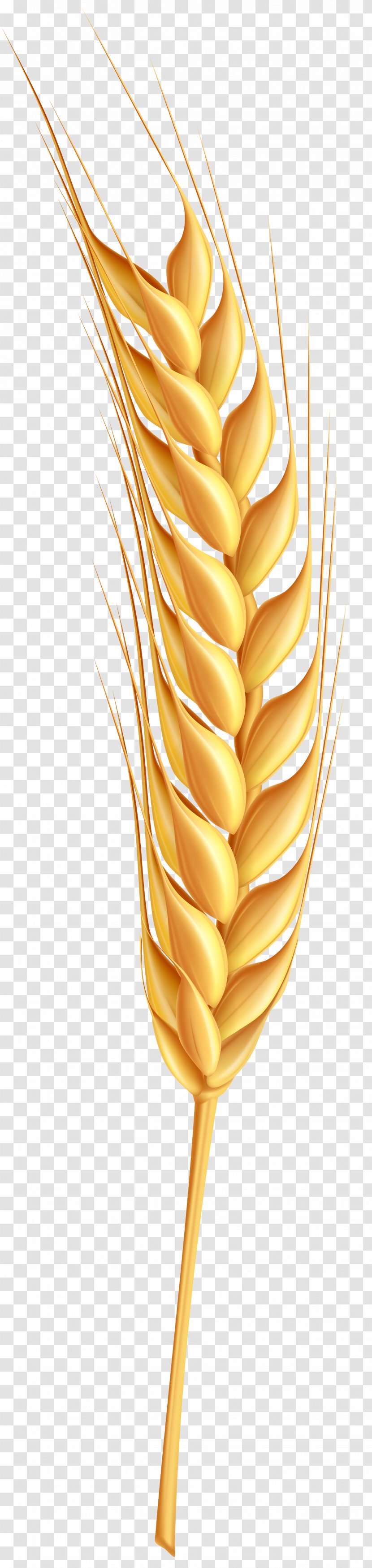 Wheat Clip Art - Plant Stem Transparent PNG