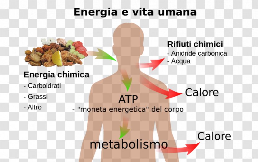 Chemical Energy Organism Human Body Metabolism - Frame - Aerobic Vs Anaerobic Transparent PNG