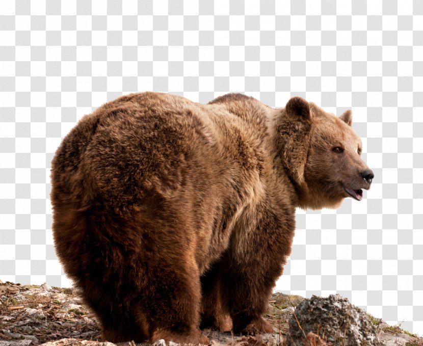 East Siberian Brown Bear Grizzly Stock Photography - Heart Transparent PNG
