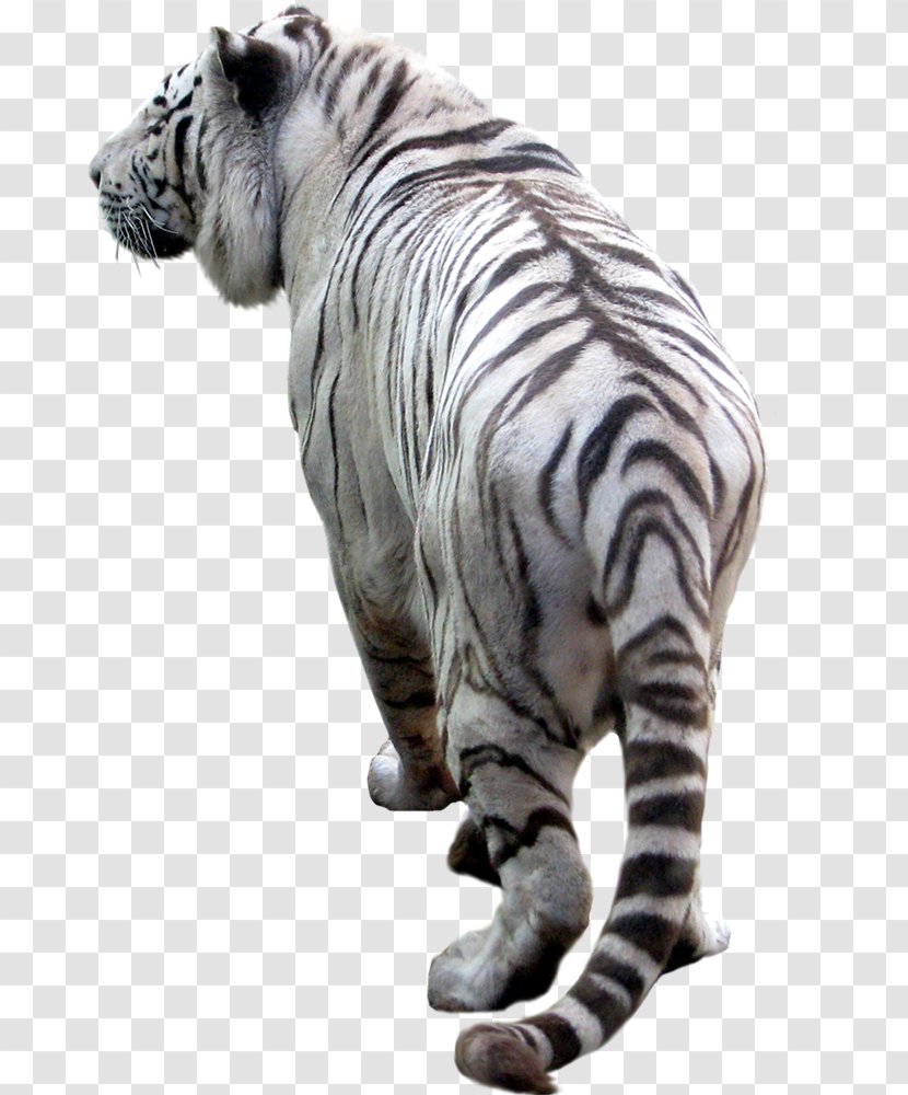 Tiger Desktop Wallpaper Clip Art - Wildlife Transparent PNG