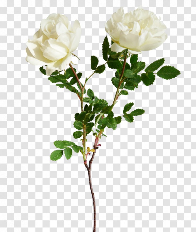 Flower Clip Art - Flowering Plant - White Roses Transparent PNG