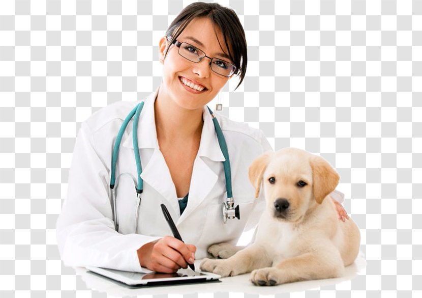 Puppy Dog Breed Veterinarian Veterinary Medicine - Pet Transparent PNG