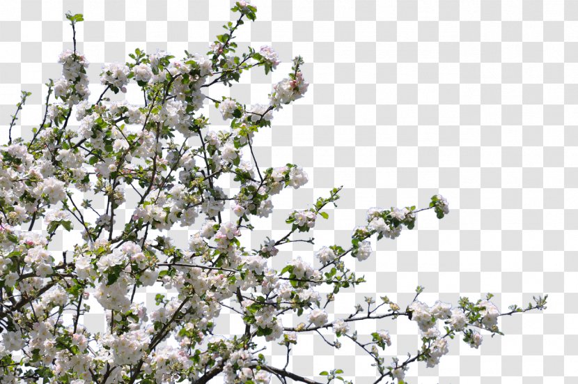 Clip Art Blossom Tree Flower - Cherry Transparent PNG