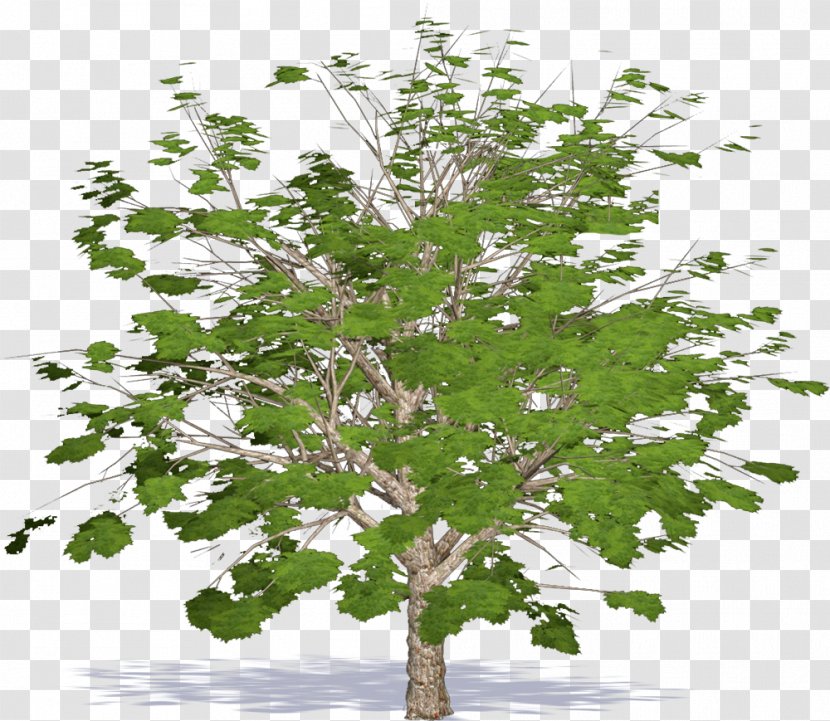 Twig Plane Trees Leaf Tree Family - Plant Transparent PNG