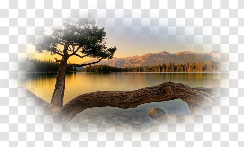 Desktop Wallpaper Tree Widescreen Display Resolution - Sky Transparent PNG