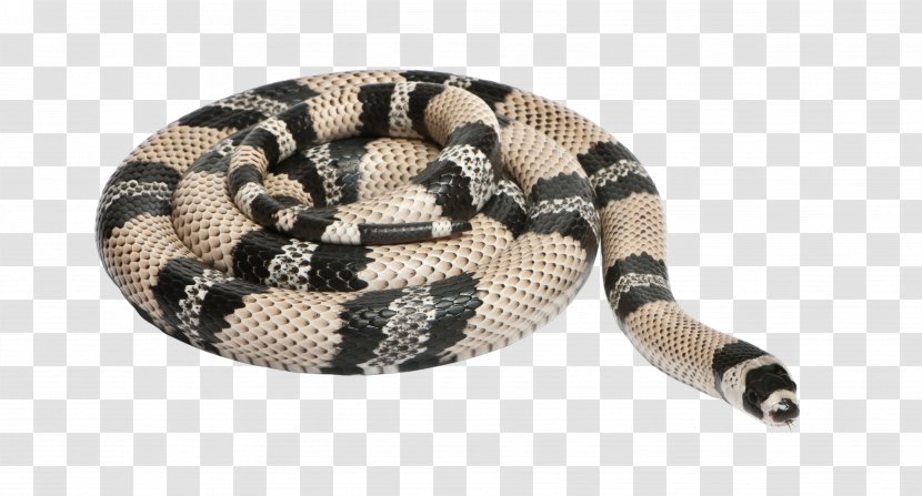 Honduran Milk Snake Reptile Sinaloan Stock Photography - Serpent - Entrenched Transparent PNG