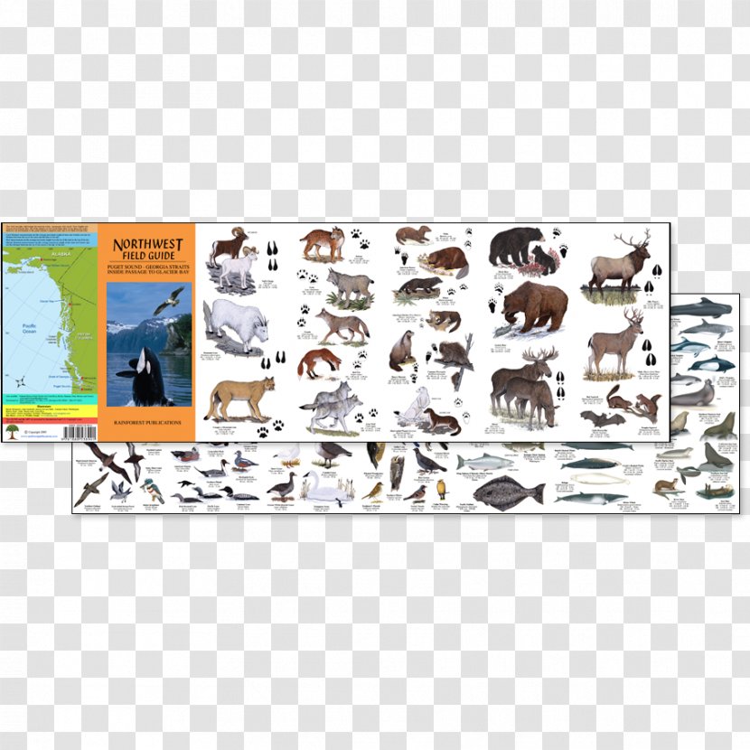 Field Guide Wildlife Animal Temperate Rainforest Oregon - Text - Mountain Beaver Transparent PNG