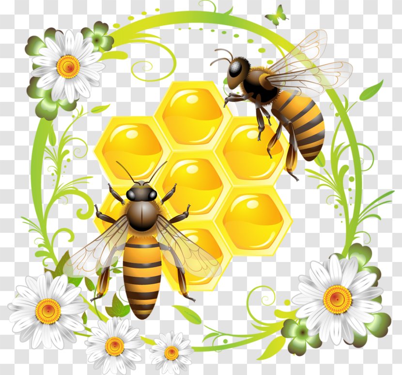 Western Honey Bee Honeycomb Clip Art - Insect Transparent PNG