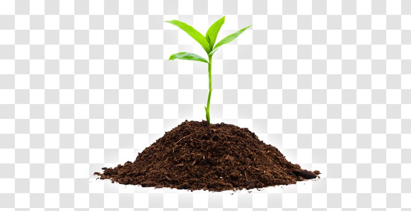 Seedling Soil Sprouting Plants - Royaltyfree - Organic Farming Transparent PNG