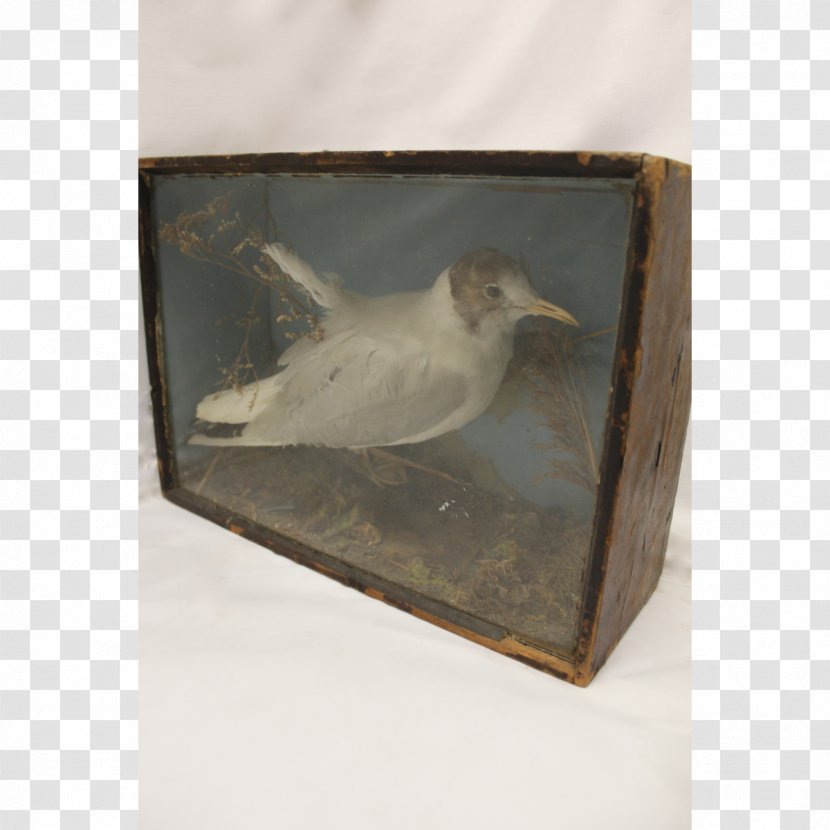 Beak Fauna Feather - Long Box Transparent PNG