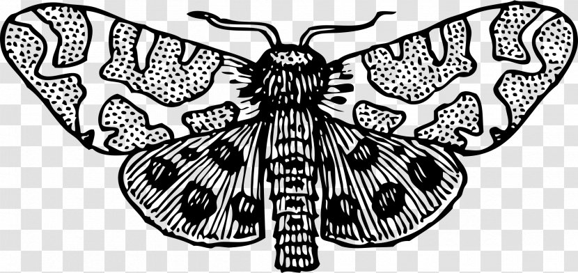 Butterfly Insect Clip Art - Death Shead Hawkmoth - Mosquito Transparent PNG