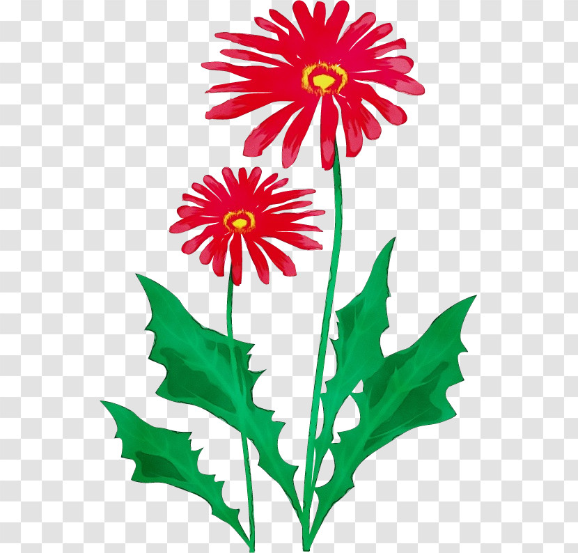Flower Barberton Daisy Plant Pedicel Gerbera Transparent PNG