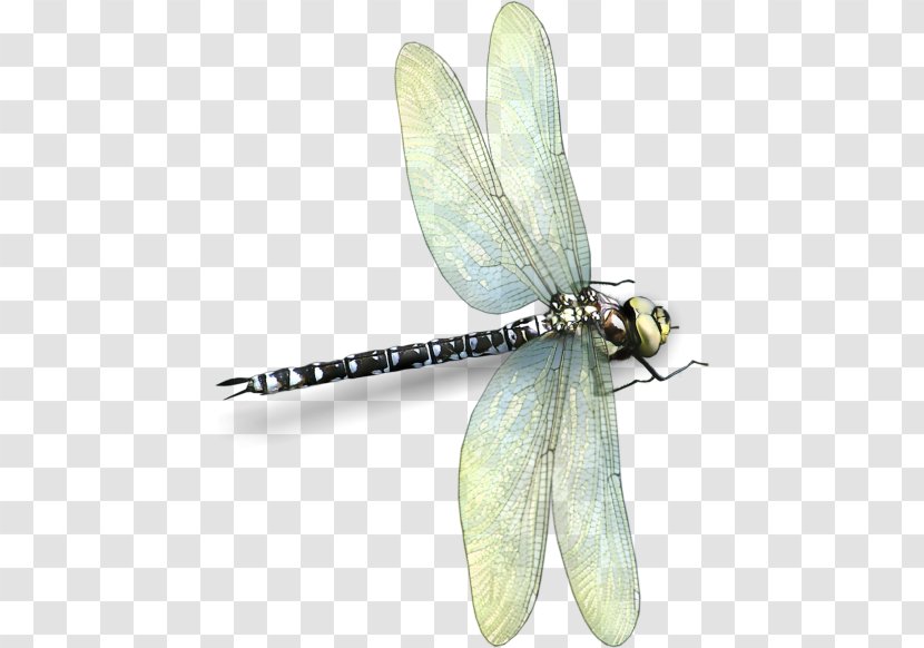 Dragonfly Insect Photography Clip Art - Information Transparent PNG
