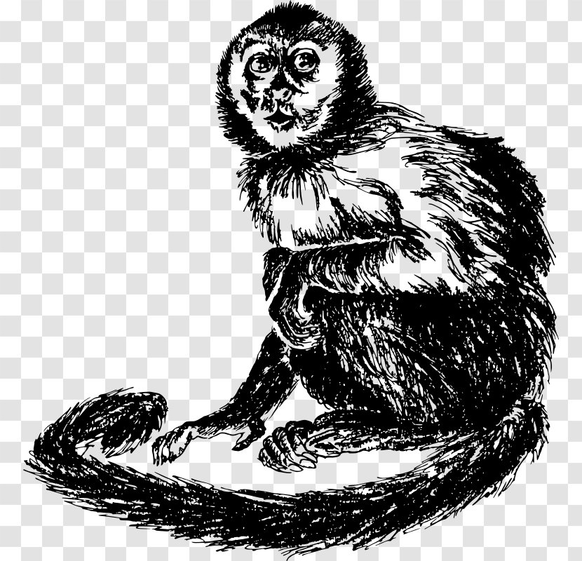 Cat Capuchin Monkey South America Drawing - Black And White Transparent PNG