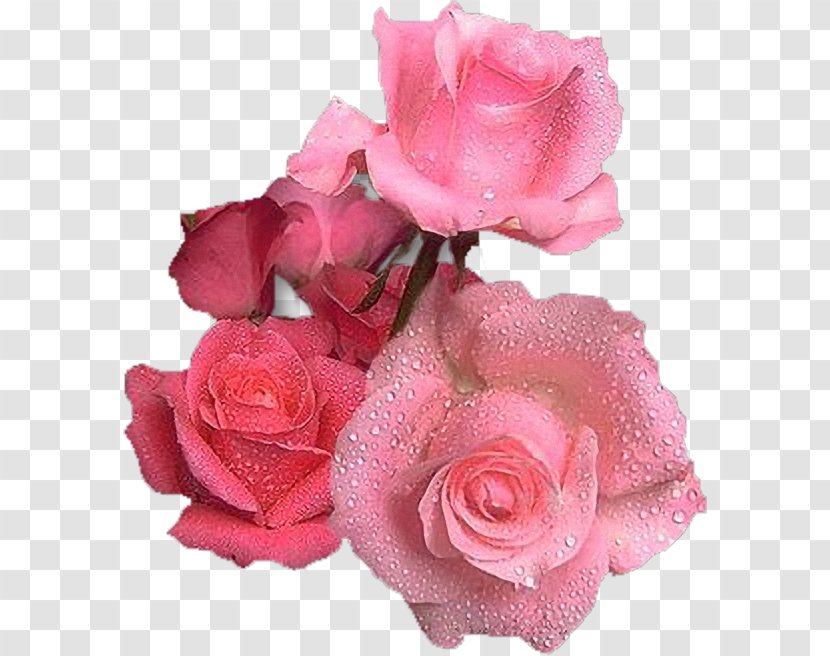 Garden Roses Pink Flower Birthday - Floribunda - Rose Transparent PNG