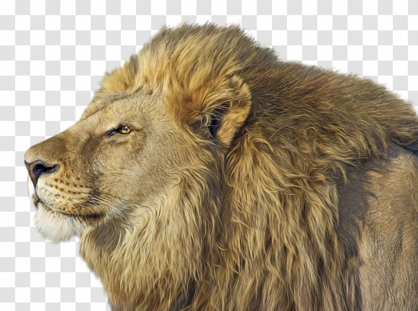 East African Lion Cat - Masai Transparent PNG