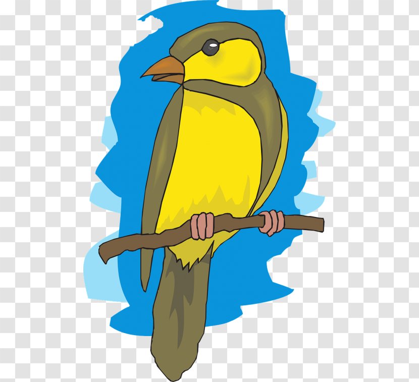 Robin Bird - Canary Finch Transparent PNG