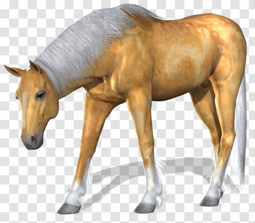 Horse Computer File - Colt - Image Transparent PNG