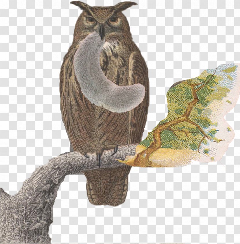 Owl Bird Of Prey Fashion Squirrel Transparent PNG