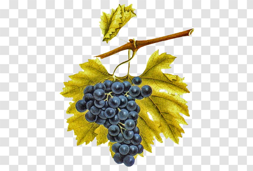Common Grape Vine Eau De Vie Vigne Emparrado Transparent PNG