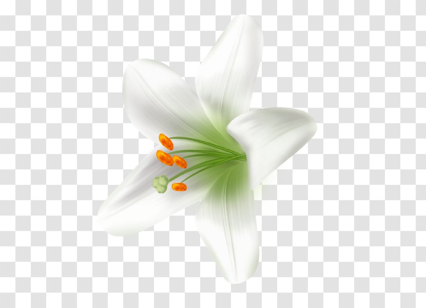 White Lily Image JPEG - Photography - Lilies Transparent PNG